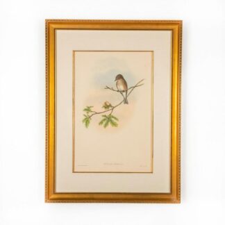 John Gould Lithograph Print, Butalis Grisola, Framed