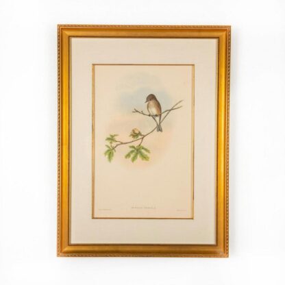 John Gould Lithograph Print, Butalis Grisola, Framed