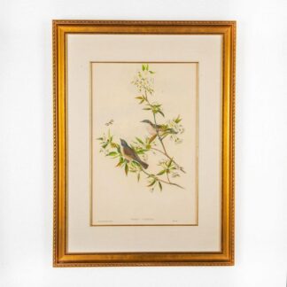 John Gould Lithograph Print, Sylvia Curruca