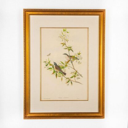 John Gould Lithograph Print, Sylvia Curruca