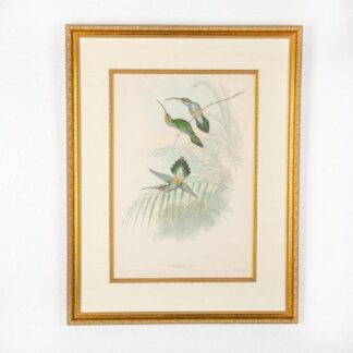 John Gould Lithograph, Phaethornis Guy