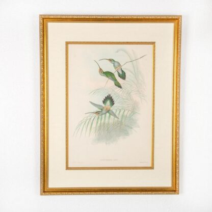 John Gould Lithograph, Phaethornis Guy