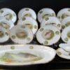 German Fish Plates 14 pc. Set - Image 3
